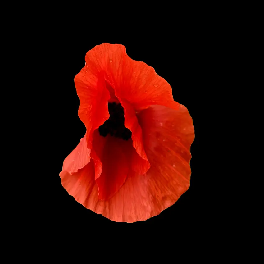 Kwiaty Mon Amour / Flowers Mon Amour, 2023