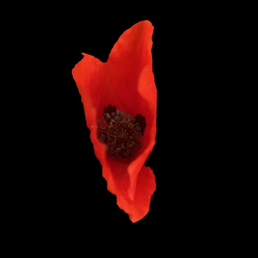 Kwiaty Mon Amour / Flowers Mon Amour, 2023