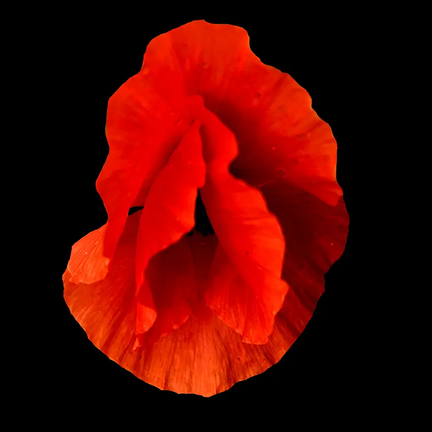 Kwiaty Mon Amour / Flowers Mon Amour, 2023