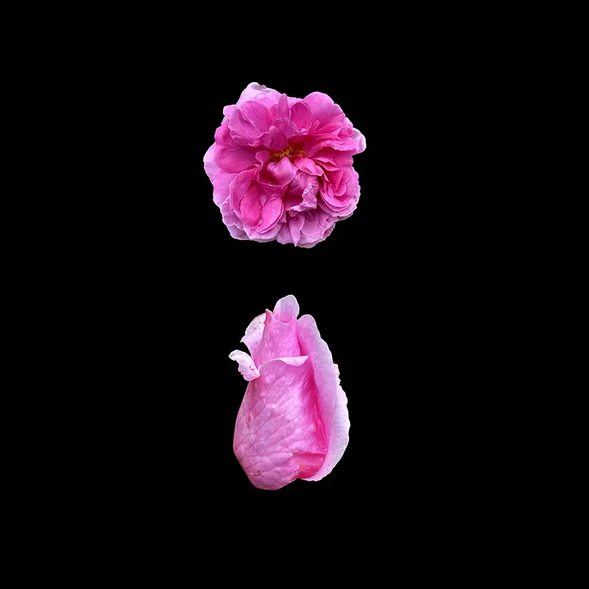 Kwiaty Mon Amour / Flowers Mon Amour, 2023