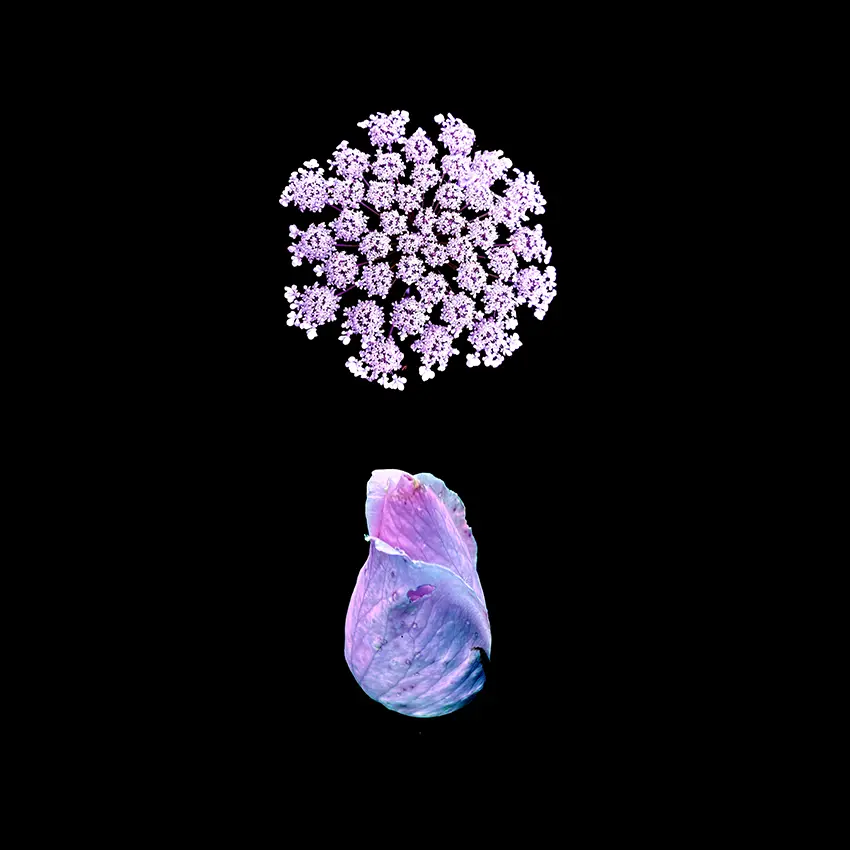 Kwiaty Mon Amour / Flowers Mon Amour, 2023