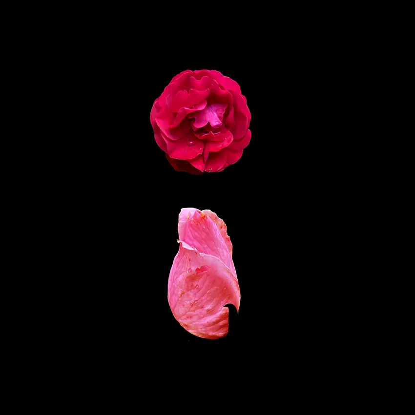 Kwiaty Mon Amour / Flowers Mon Amour, 2023