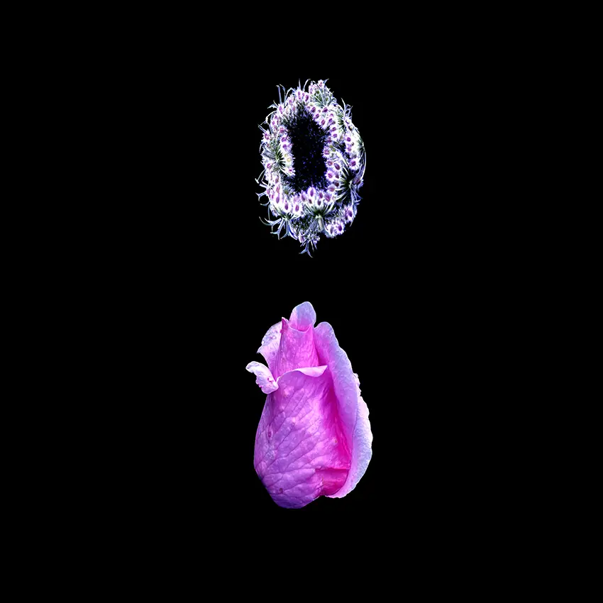 Kwiaty Mon Amour / Flowers Mon Amour, 2023
